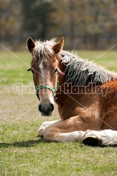 Young Belgian Horse Lying Down