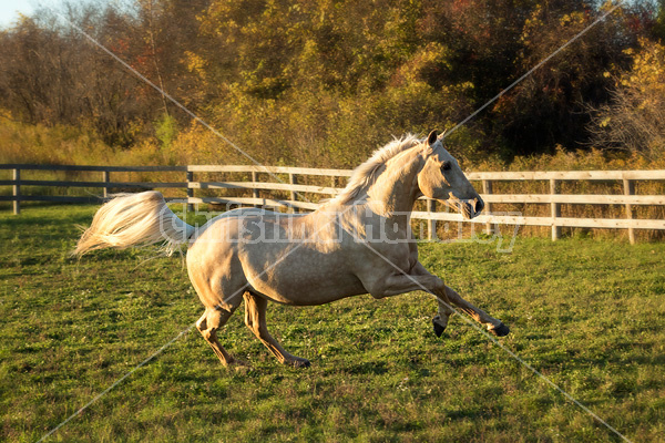 Palomino horse galloping around paddock