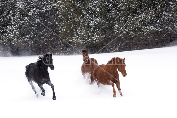 Three horses galloping through snow