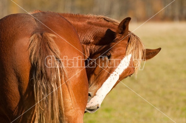 Belgian draft horse eraching around