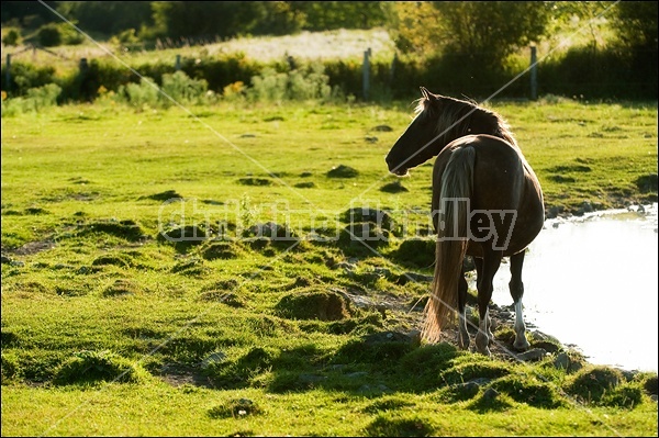 Rocky Mountain Horse