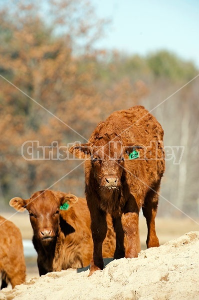 Young Beef calf