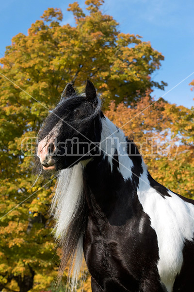 Gypsy Vanner horse