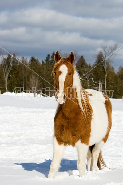 Paint horse in the snow