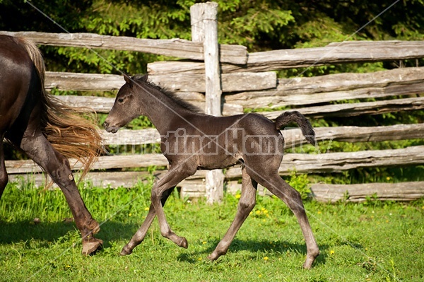 Young Rocky Mountain Horse foal and mare.