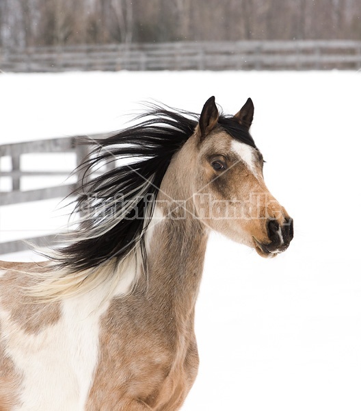 Horse portrait