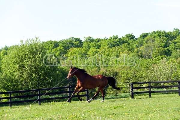 Dutch Warmblood Thoroughbred cross gelding