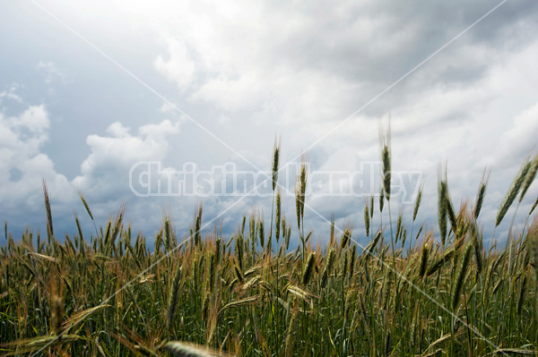 Wheat field