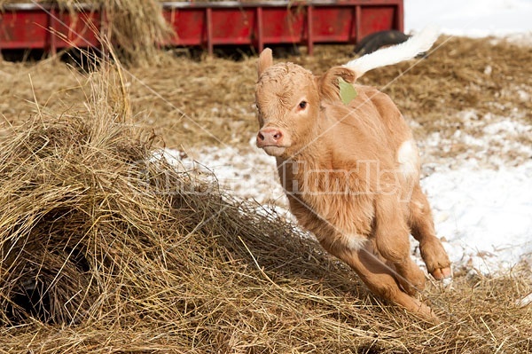 Young Charolais Beef Calf