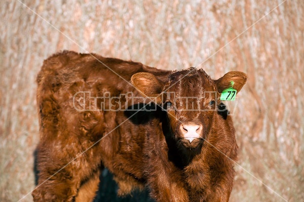 Beef calf portrait