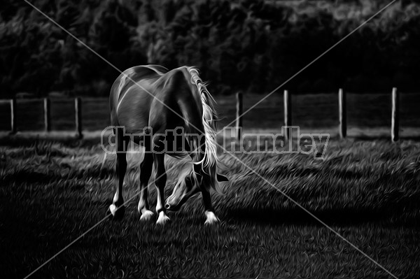 Horse in a pasture field scratching its face on its leg