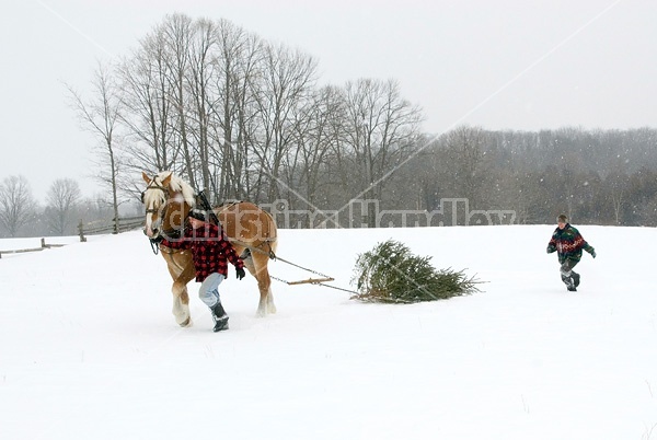 Husband and wife pulling a Christmas tree home with their Belgian horse 