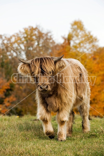 Yearling Highland Cattle on autumn pasture