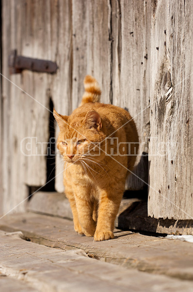 Orange barn cat