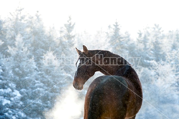 Bay Thoroughbred horse outside in snowfall