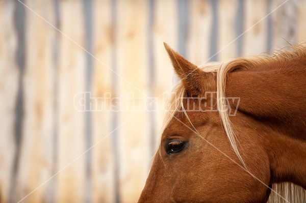 Horse face