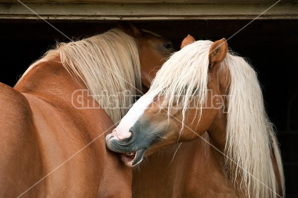 Two horses scratching each other