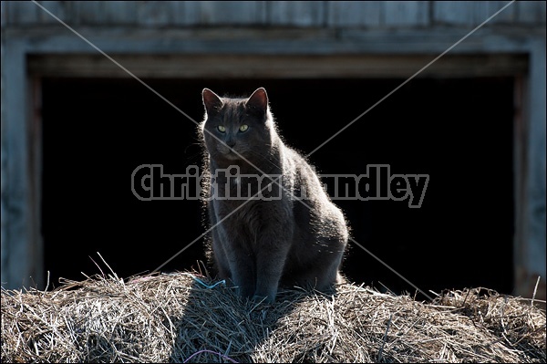 Gray Barn Cat