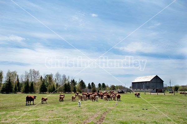 Herd of Beef cattle