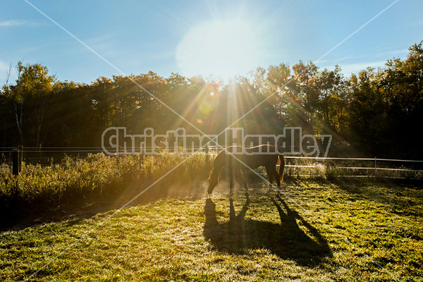 Thoroughbred horse in paddock