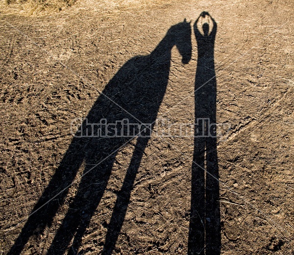 Shadow of person and horse