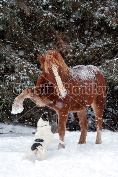 Belgian draft horse and dog playing