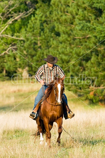 Cowboy Riding Quarter Horse Western Style