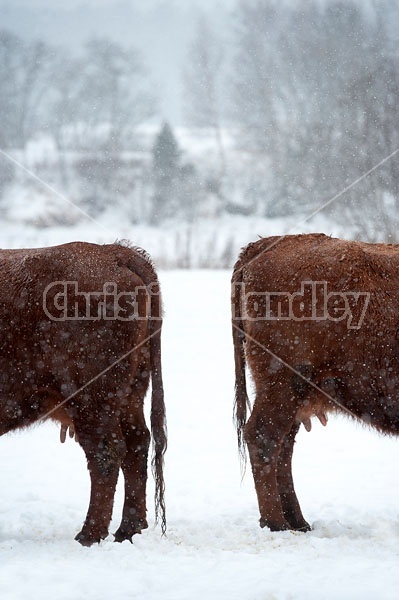 Two Cows Standing Back to Back