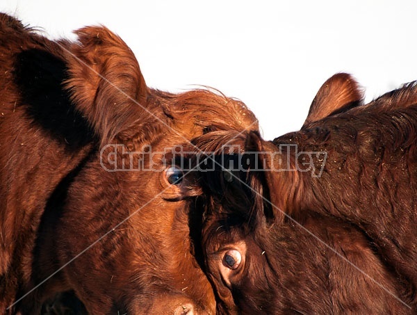 Two Cows Butting Heads