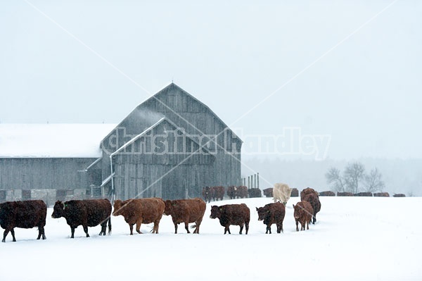 Herd of Beef Cows 