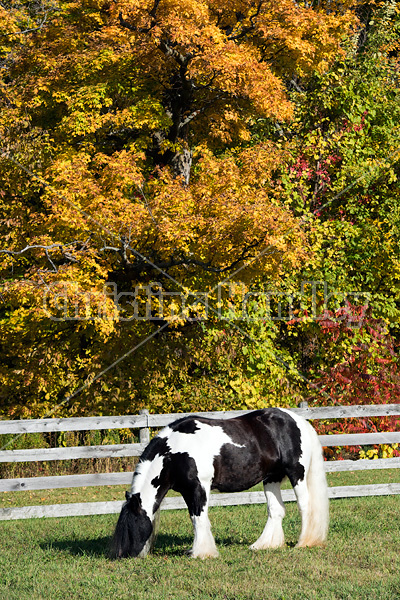 Gypsy Vanner horse