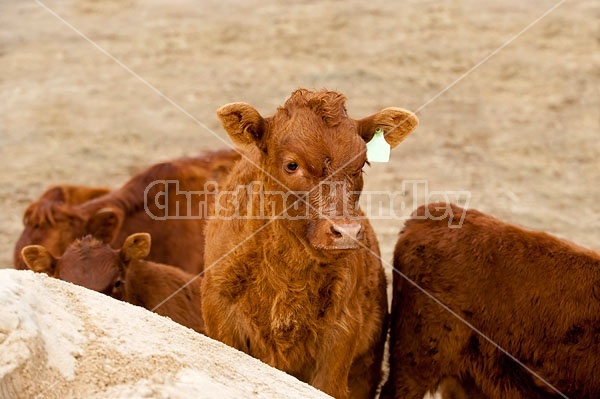 Beef Calves