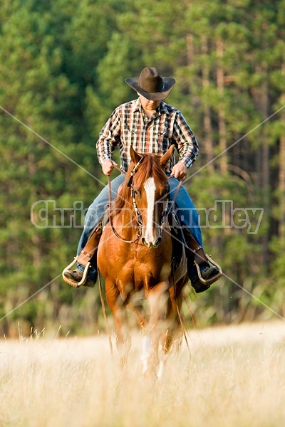 Cowboy Riding Quarter Horse Western Style