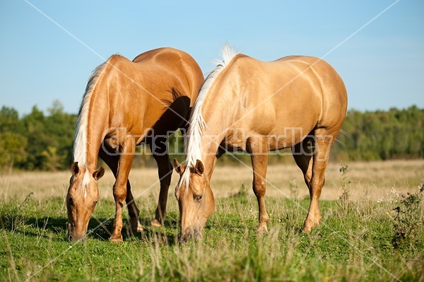 Palomino Quarter Horse