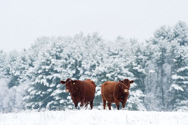 Two Beef Cows 