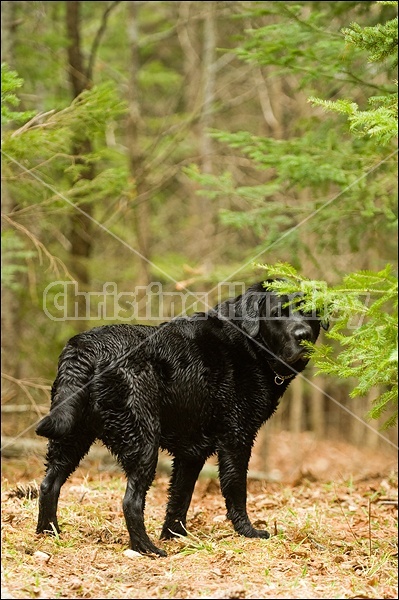 Black Labrador