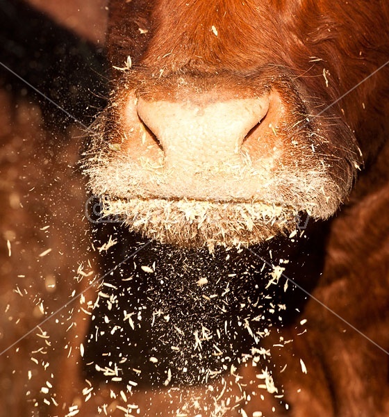 Cow Nose Covered in Oats