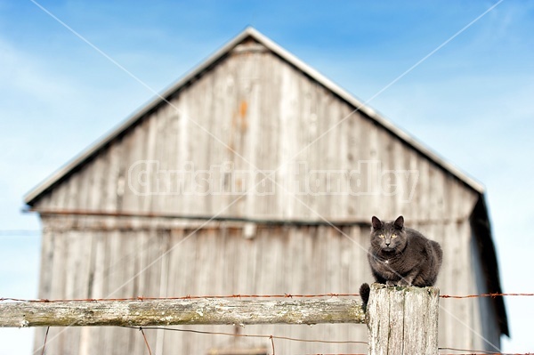 Gray barn cat sitting on top of a fence post