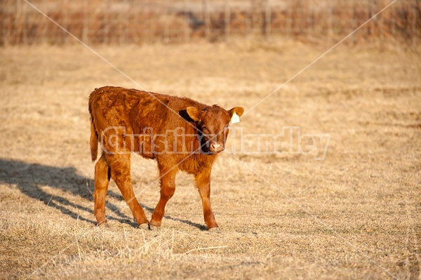 Beef Calf