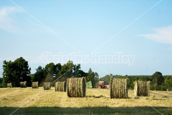 Round bales of hay sitting in field. Farmer round baling remaining hay in the background