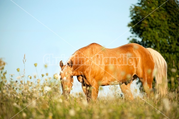 Palomino Quarter Horse