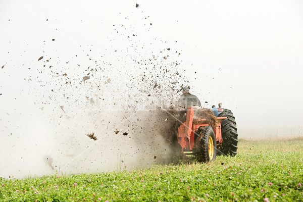 Spreading manure in the early morning fog