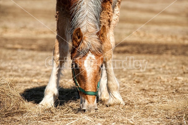 Yearling Belgian Gelding