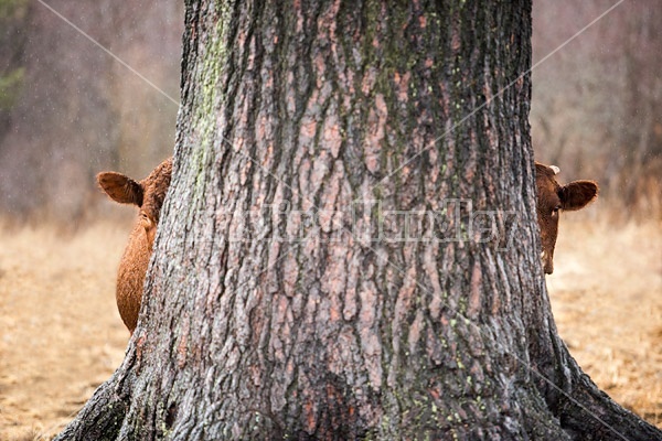 Beef cows peeking out from behind huge old spruce tree