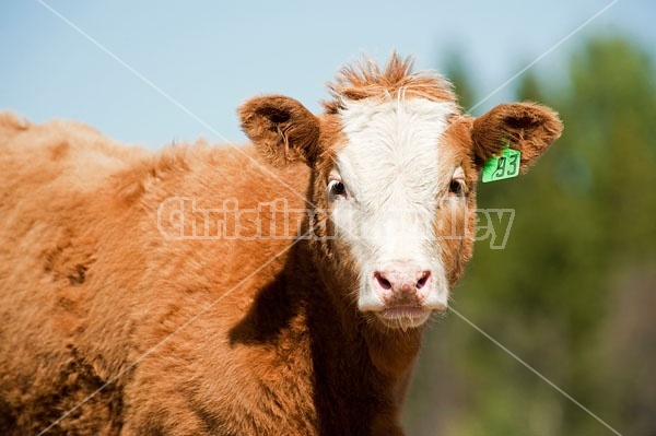 Beef Calf