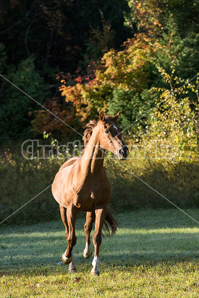 Chestnut Thoroughbred horse galloping in paddock