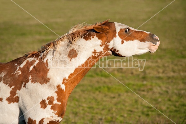 Paint stallion feeling frisky and playful