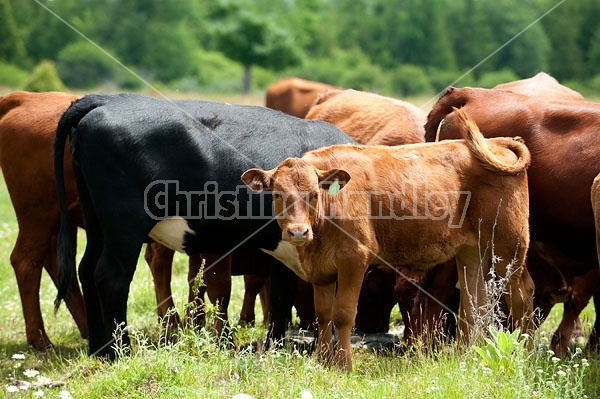 Herd of Beef Cattle