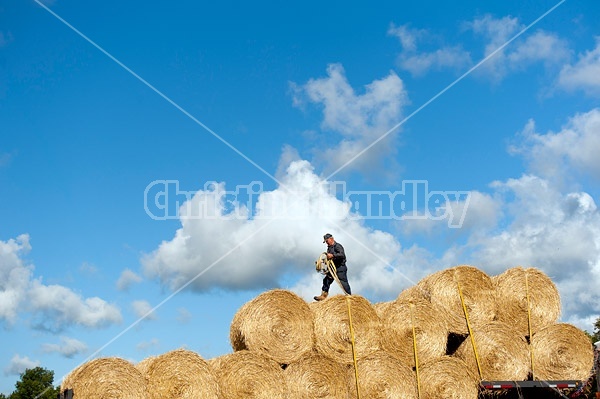 Farmer loading tractor trailer with round bales of straw and getting them strapped down for transport