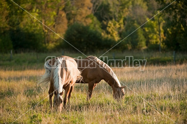 Palomino Quarter Horse